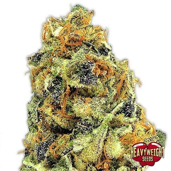 KO Kush de Heavy Weight Seeds en GB Lleida