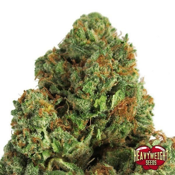 Midnight Mass de Heavy Weight Seeds en GB Lleida
