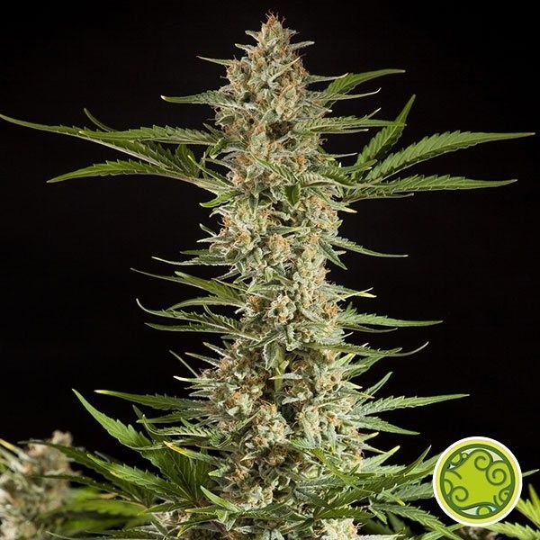 Fraggle Skunk Auto de Philosopher Seeds en GB Lleida