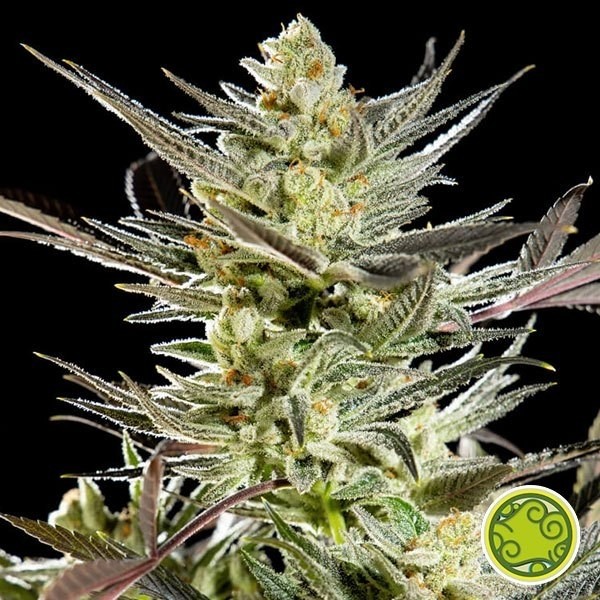 Fruity Jack/Jack El Frutero de Philosopher Seeds en GB Lleida