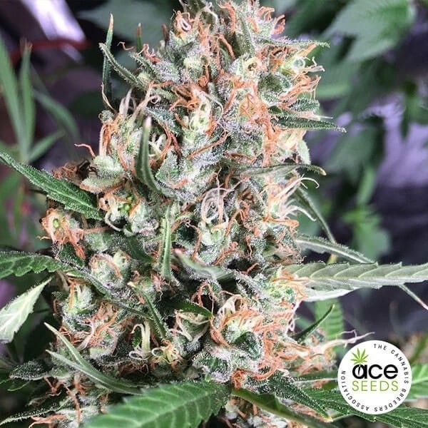 Orient Express Fem de Ace Seeds en GB Lleida