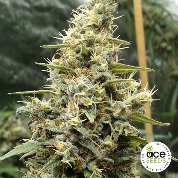 Panama Haze Fem de Ace Seeds en GB Lleida