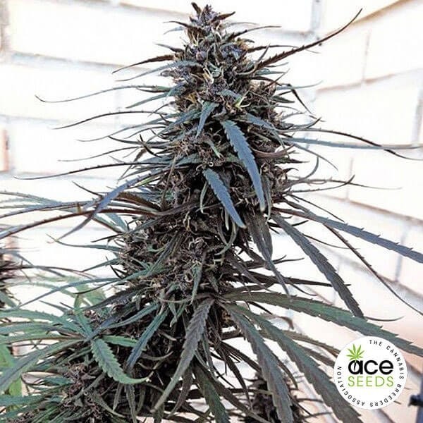 Purple Haze x Malawi Fem de Ace Seeds en GB Lleida