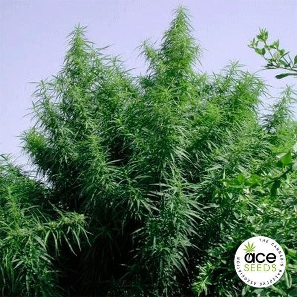 Tropical Mix Fem de Ace Seeds en GB Lleida