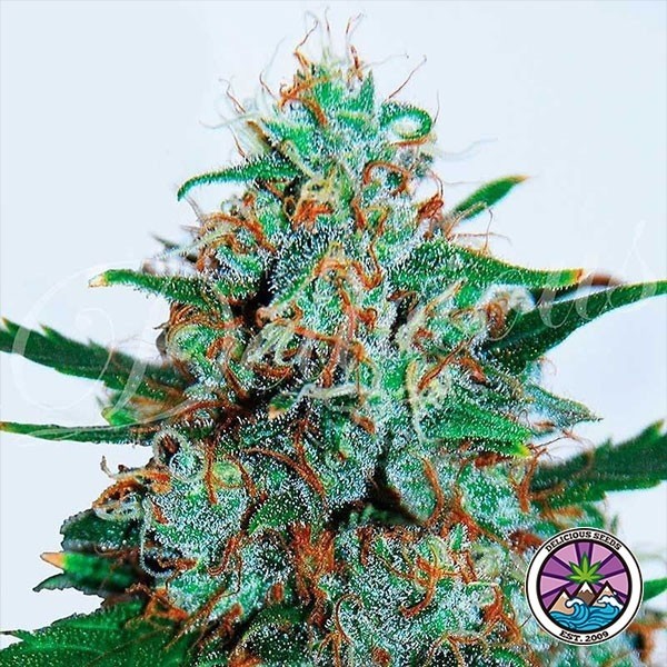 Critical Neville Haze Auto de Delicious Seeds en GB Lleida