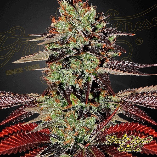 King’s Kush Auto de Green House Seeds en GB Lleida