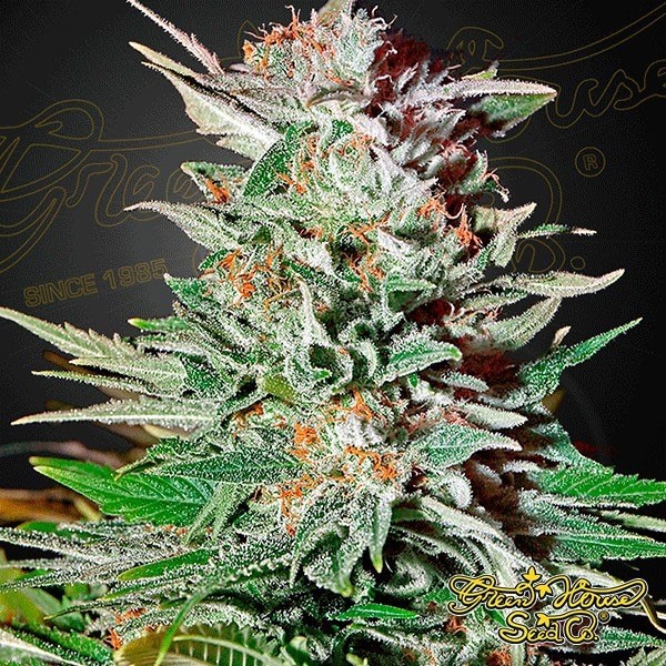Super Lemon Haze Auto de Green House Seeds en GB Lleida