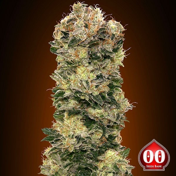 Auto Sweet Soma de 00 Seeds en GB Lleida
