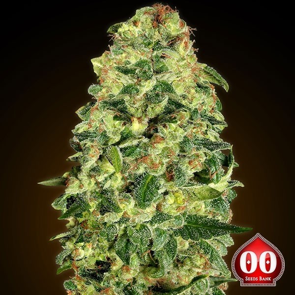 Auto California Kush de 00 Seeds en GB Lleida