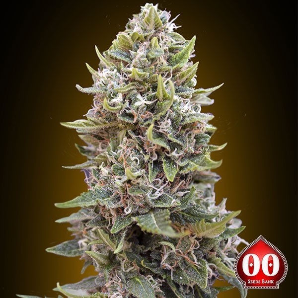 Auto Cheese Berry de 00 Seeds en GB Lleida