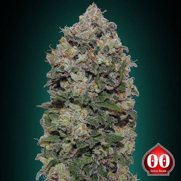 Northern Lights 00 Seeds de 00 Seeds en GB Lleida