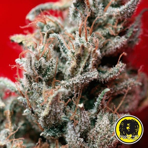O'Haze Red de Reggae Seeds en GB Lleida