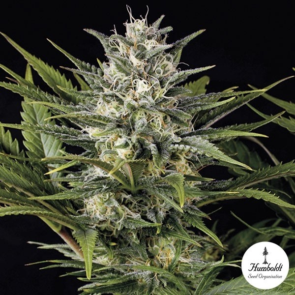 Pineapple Skunk de Humboldt Seeds en GB Lleida