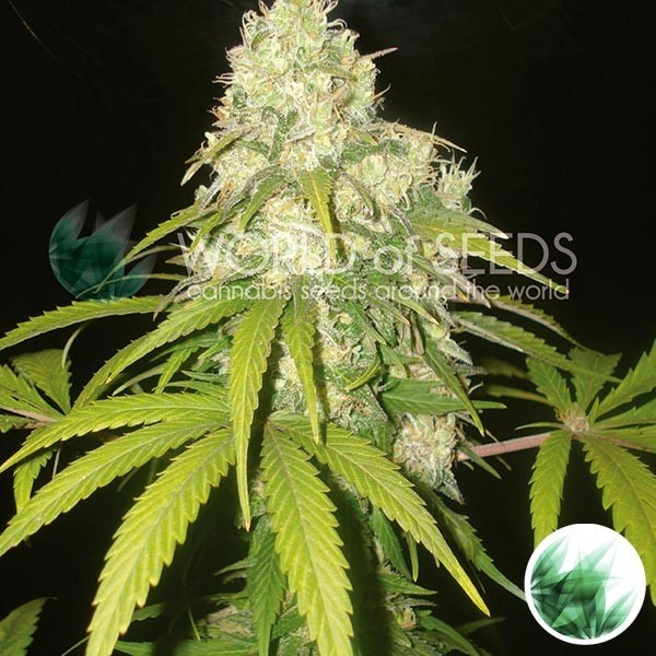 Afghan Kush x Yumbolt de World of Seeds en GB Lleida