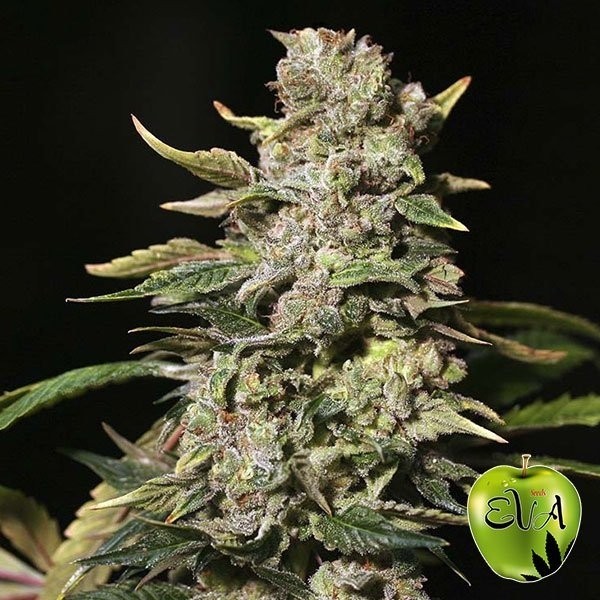 TNT Kush de Eva Seeds en GB Lleida
