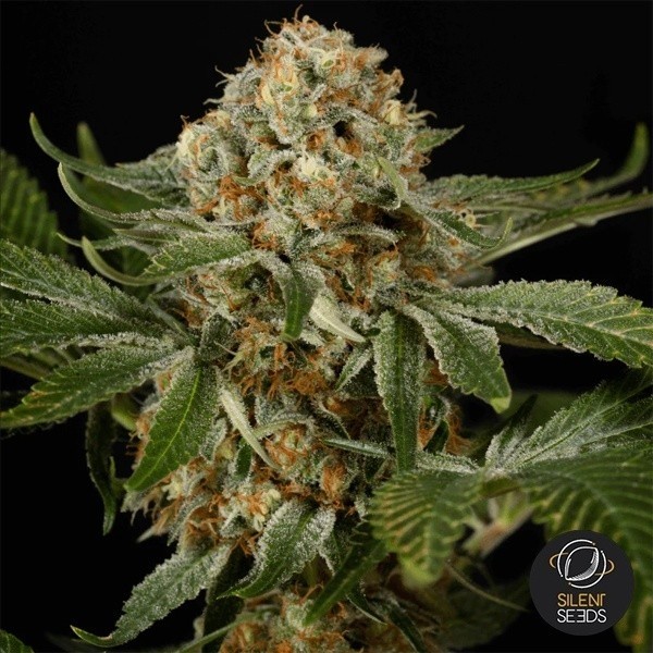 OG Kush Silent Seeds de Silent Seeds en GB Lleida