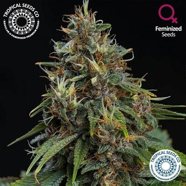 Bisho Purple de Tropical Seeds en GB Lleida