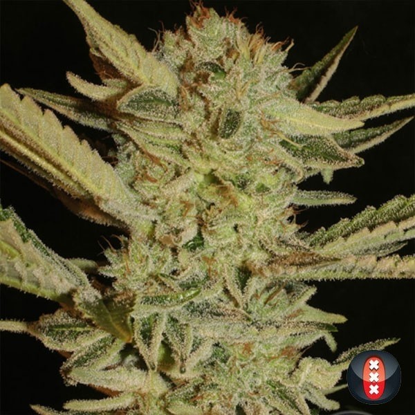 Bubble Gum Serious Seeds de Serious Seeds en GB Lleida