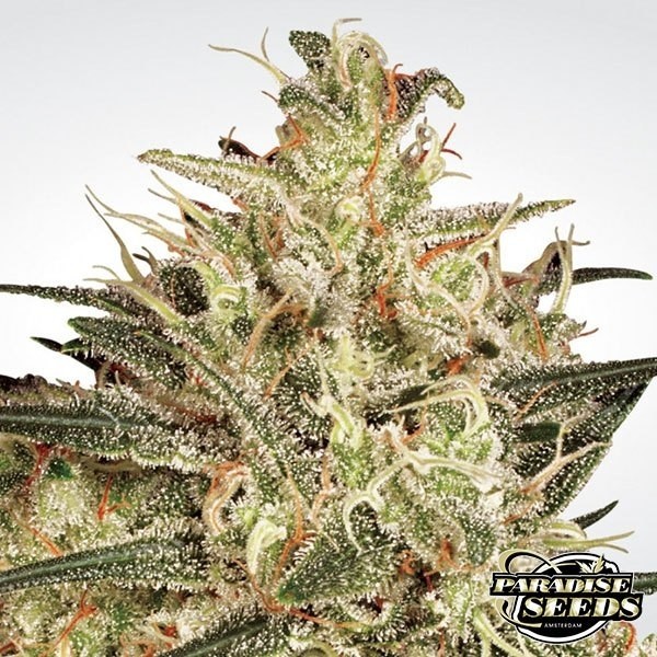 Atomical Haze de Paradise Seeds en GB Lleida