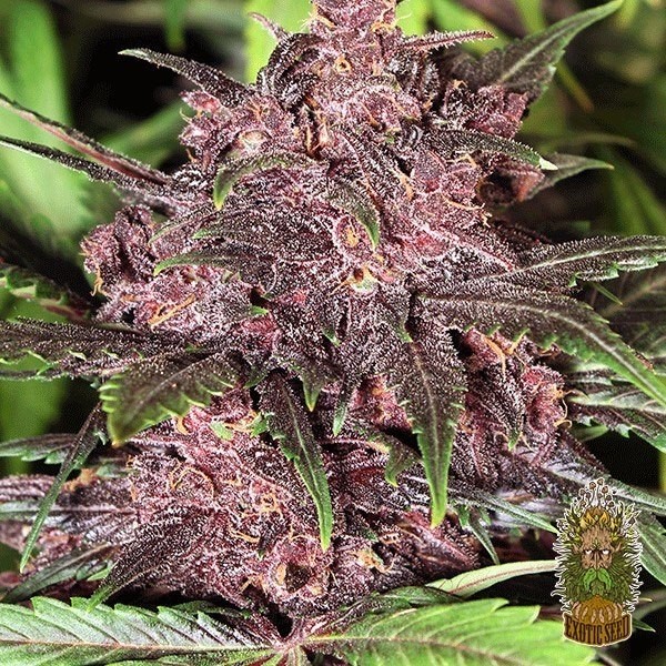 Black Haze Auto de Exotic Seed en GB Lleida