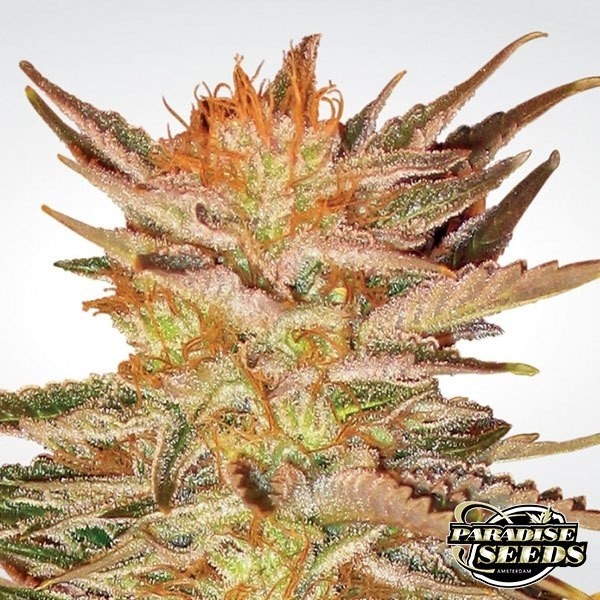 Ice Cream de Paradise Seeds en GB Lleida