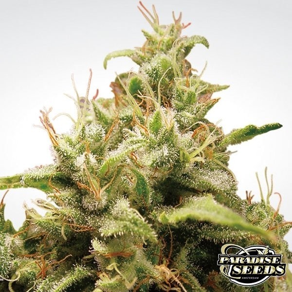 Opium de Paradise Seeds en GB Lleida