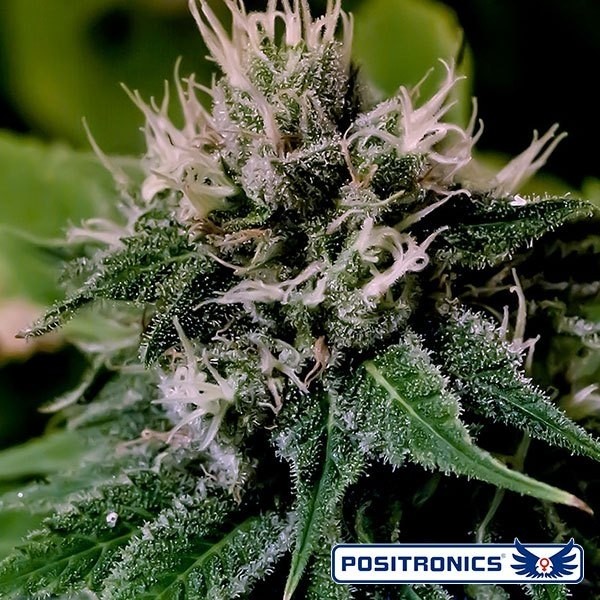 Critical Express Auto de Positronics en GB Lleida
