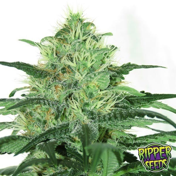 Sideral de Ripper Seeds en GB Lleida