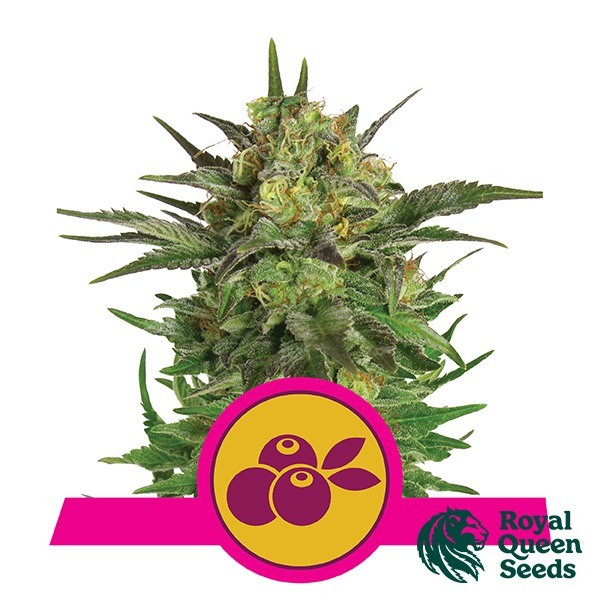 Haze Berry de Royal Queen en GB Lleida