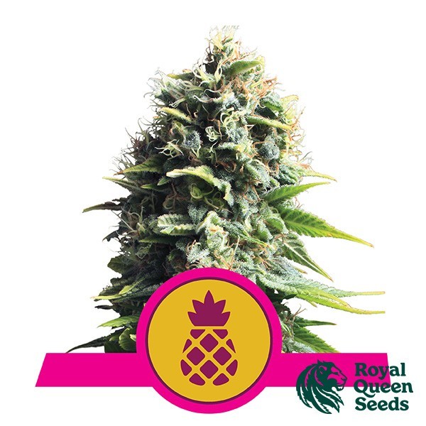 Pineapple Kush de Royal Queen en GB Lleida