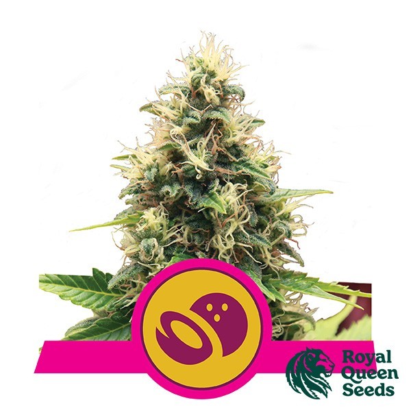 Somango XL de Royal Queen en GB Lleida