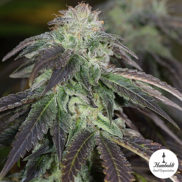 OG Kush Royal Queen Seeds de Royal Queen en GB Lleida