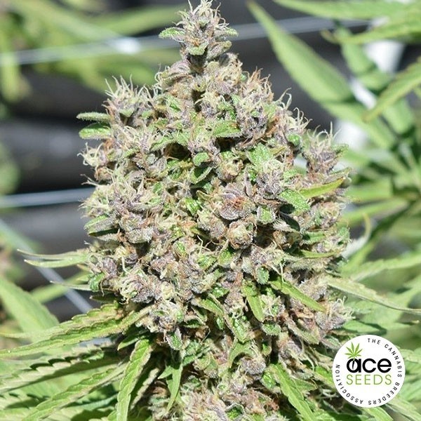 Malawi x PCK regular de Ace Seeds en GB Lleida