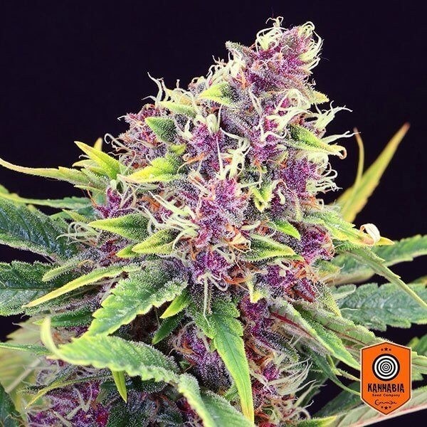 Purple Kush Kannabia de Kannabia en GB Lleida