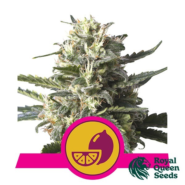 Lemon Shining Silver Haze de Royal Queen en GB Lleida