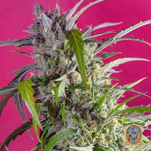 Crystal Candy Auto de Sweet Seeds en GB Lleida