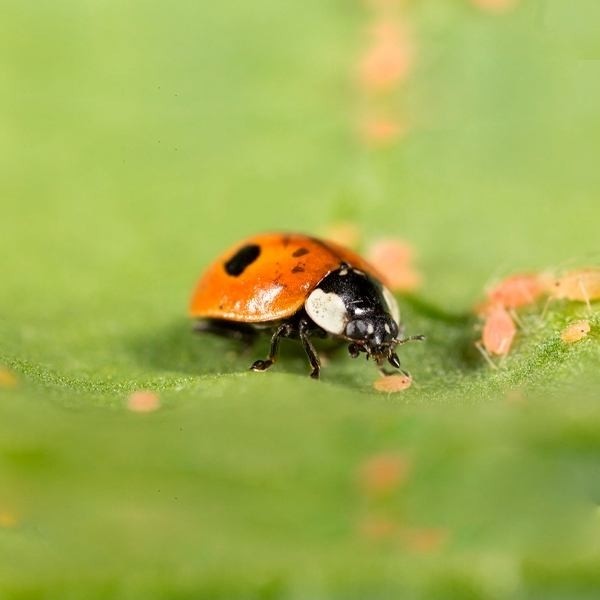 Adalia bipunctata contra pulgón de  en GB Lleida