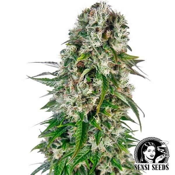 Big Bud Automatic de Sensi Seeds en GB Lleida