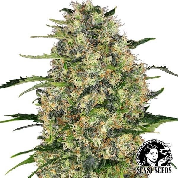 Black Domina Sensi Seeds de Sensi Seeds en GB Lleida