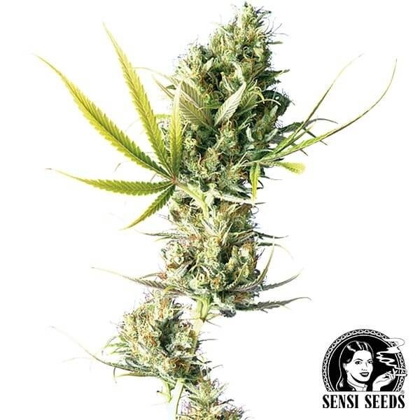 Durban de Sensi Seeds en GB Lleida