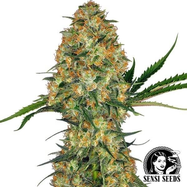 Hindu Kush Sensi Seeds de Sensi Seeds en GB Lleida