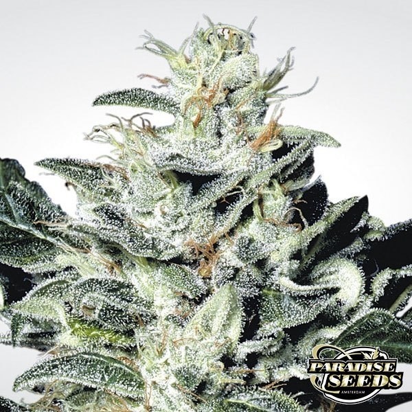 Sensi Star de Paradise Seeds en GB Lleida