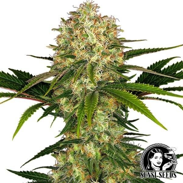 Afghani 1 Feminizada - Sensi seeds de Sensi Seeds en GB Lleida