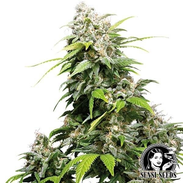 California Indica Feminizada de Sensi Seeds en GB Lleida