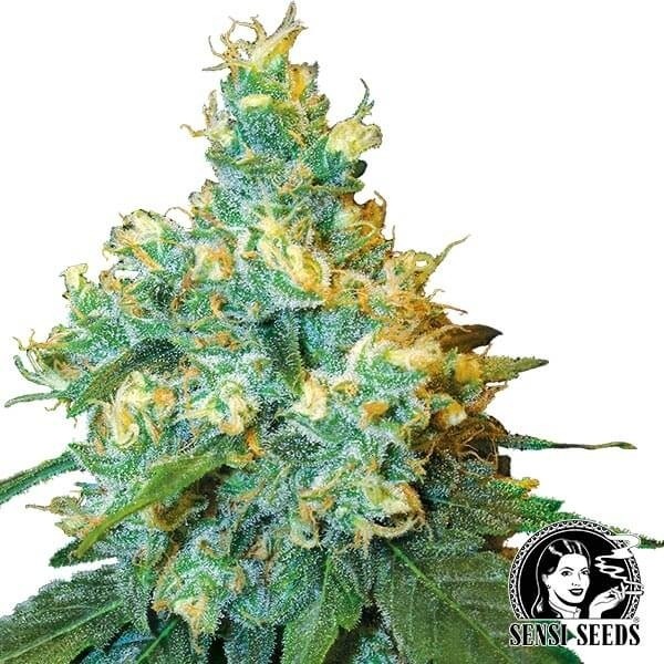Jack Herer Feminizada de Sensi Seeds en GB Lleida