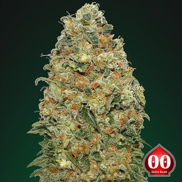 White Widow 00 Seeds de 00 Seeds en GB Lleida