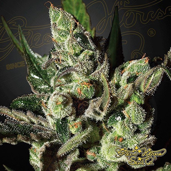 Exodus Cheese de Green House Seeds en GB Lleida