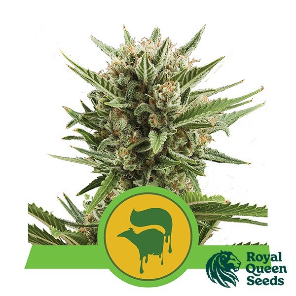 Sweet Skunk Automatic de Royal Queen Seeds en GB Lleida