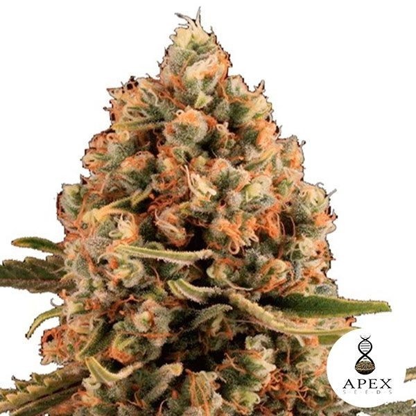 Dynamis de Apex Seeds en GB Lleida