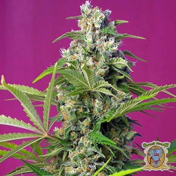 Gorilla Girl de Sweet Seeds en GB Lleida